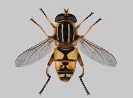 Attēlu rezultāti vaicājumam “Helophilus pendulus”