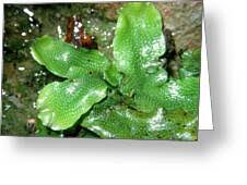 Attēlu rezultāti vaicājumam “Conocephalum conicum”