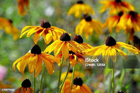 Attēlu rezultāti vaicājumam “Rudbeckia hirta var. pulcherrima”