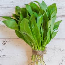 Attēlu rezultāti vaicājumam “Allium ursinum leaf”