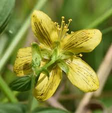 Attēlu rezultāti vaicājumam “Hypericum maculatum”