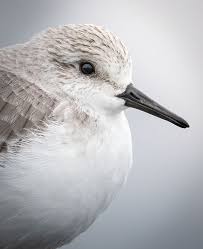 Attēlu rezultāti vaicājumam “Trichia longipalpis”