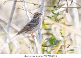 Image result for Emberiza rustica