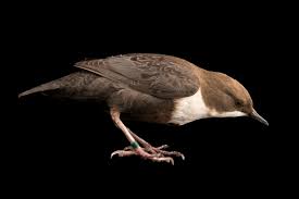 Attēlu rezultāti vaicājumam “Cinclus cinclus”