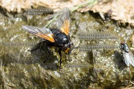 Attēlu rezultāti vaicājumam “Mesembrina meridiana”