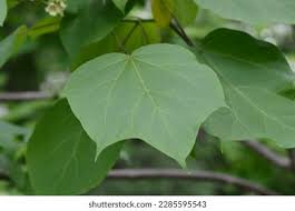 Attēlu rezultāti vaicājumam “Catalpa ovata leaf”