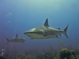Image result for Carcharhinus perezii