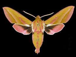 Attēlu rezultāti vaicājumam “Deilephila elpenor imago”