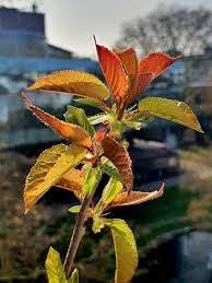 Attēlu rezultāti vaicājumam “Cerasus leaf”