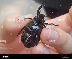 Attēlu rezultāti vaicājumam “Osmoderma barnabita”