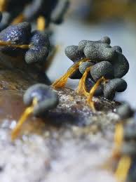 Attēlu rezultāti vaicājumam “Badhamia flavoglauca sessile”