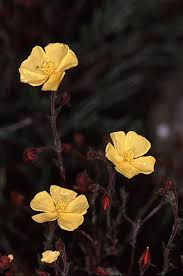 Attēlu rezultāti vaicājumam “Cistaceae”