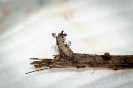 Attēlu rezultāti vaicājumam “Didymium bahiense macro”