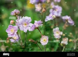 Image result for Geranium `Summer Skies`