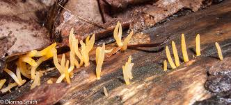 Attēlu rezultāti vaicājumam “Calocera cornea”