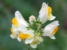 Image result for Linaria vulgaris