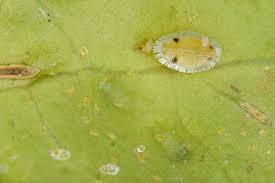 Attēlu rezultāti vaicājumam “Trioza dispar nymph”