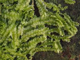 Attēlu rezultāti vaicājumam “Lophocolea minor”