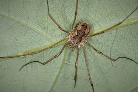 Attēlu rezultāti vaicājumam “Opiliones”