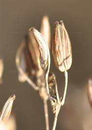 Attēlu rezultāti vaicājumam “Chaerophyllum aromaticum”