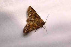 Attēlu rezultāti vaicājumam “Ceramica pisi”