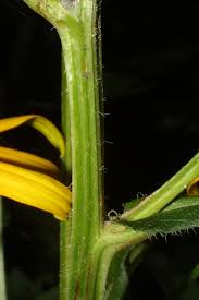 Image result for Rudbeckia fulgida