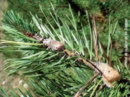 Attēlu rezultāti vaicājumam “Retinia resinella”