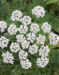 Attēlu rezultāti vaicājumam “Pimpinella major flower”