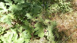 Attēlu rezultāti vaicājumam “Heracleum sphondylium subsp. sibiricum fruit”