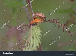 Attēlu rezultāti vaicājumam “Puccinia urticata”