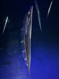 Attēlu rezultāti vaicājumam “Trichia longipalpis”