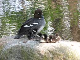 Attēlu rezultāti vaicājumam “Bucephala clangula female”