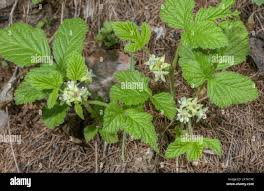 Attēlu rezultāti vaicājumam “Rubus saxatilis flower”