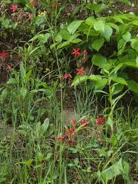 Attēlu rezultāti vaicājumam “Silene viscaria leaf”