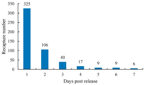 Image result for Cyprinus chilia