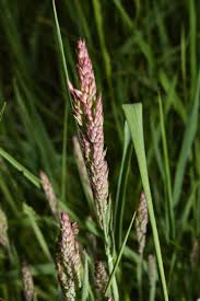 Attēlu rezultāti vaicājumam “Holcus lanatus”