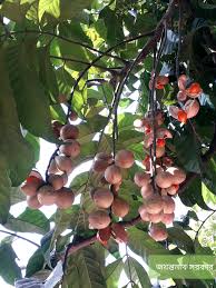 Attēlu rezultāti vaicājumam “Rumex maritimus fruit”