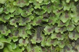 Attēlu rezultāti vaicājumam “Pellia endiviifolia sporophyte”