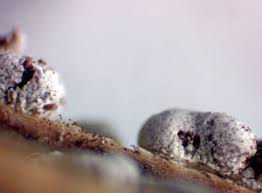 Attēlu rezultāti vaicājumam “Dianema depressum macro”