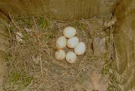 Attēlu rezultāti vaicājumam “Erithacus rubecula eggs”