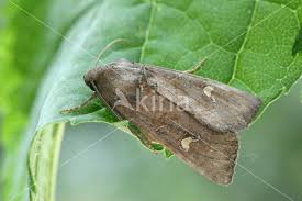 Attēlu rezultāti vaicājumam “Celaena leucostigma”