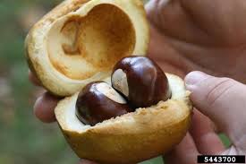 Attēlu rezultāti vaicājumam “Aesculus flava fruit”