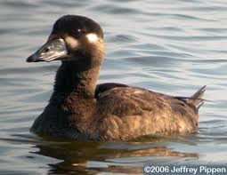 Image result for Melanitta perspicillata