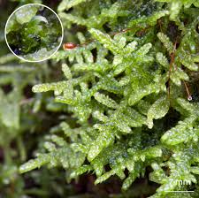 Attēlu rezultāti vaicājumam “Hypnum jutlandicum”