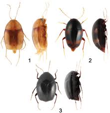 Attēlu rezultāti vaicājumam “Scaphisoma sp.”