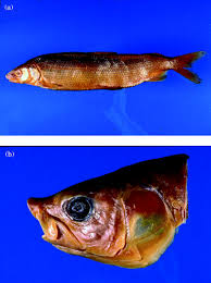 Image result for Coregonus oxyrinchus