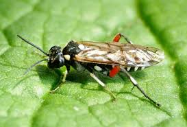 Attēlu rezultāti vaicājumam “Licea pygmaea macro”