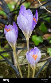 Attēlu rezultāti vaicājumam “Crocus speciosus flower”