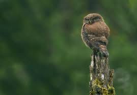 Attēlu rezultāti vaicājumam “Glaucidium passerinum”