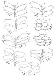 Attēlu rezultāti vaicājumam “Plagiochila”